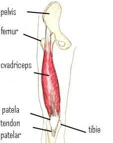 ce este artroza femuro patelara)