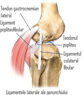 Leziuni PLC (Compartiment Posterolateral)