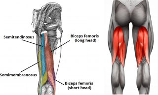 The hamstring muscles