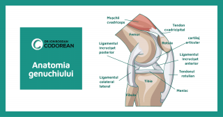 anatomy of the knee