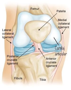 refacerea cartilajului în articulațiile genunchiului)